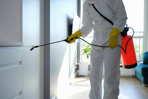 Best Local Mold Removal Service  in Millbrook, NY