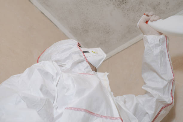 Best Mold Damage Repair  in Millbrook, NY