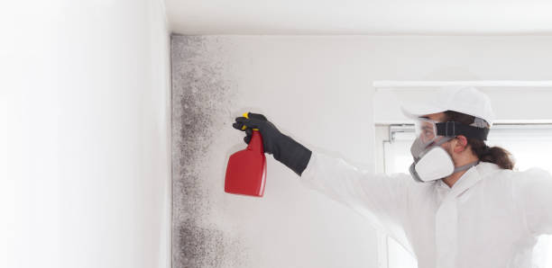 Home Mold Removal in Millbrook, NY