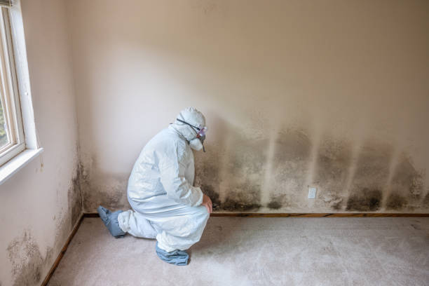 Crawl Space Mold Removal in Millbrook, NY