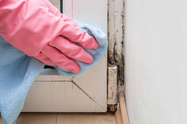 Attic Mold Removal in Millbrook, NY